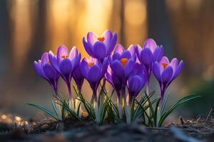 Purple crocus flowers bloom in spring sunshine. Group of vibrant petals with bright orange centers. Ground level view in a forest clearing. photo