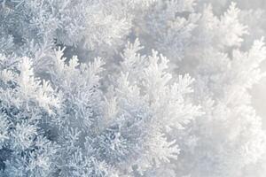 Close up view of winter tree branches. Branches covered in frost. Cold winter day. Detailed ice crystals on tree. White winter background. photo
