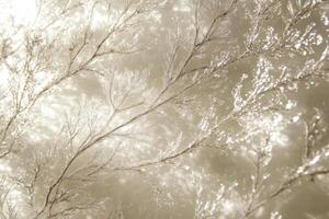 Sparkling twigs shimmer on a light beige background. Branches covered in glitter reflect light. Abstract winter botanical scene with delicate detail. photo