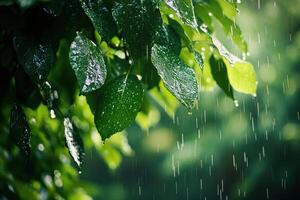 Rain falls on green leaves. Water drips from foliage in forest. Natural wet plant environment. Summer weather with moisture in nature. photo