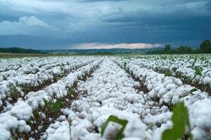 Field covered in hail after storm. Row crops damaged by hail. Overcast skies and heavy rain falling on field. Damaged farm crop. photo