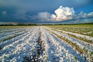 Field covered with hailstones after a storm. Crops damaged after severe weather. Dark storm clouds over a field after hail. Damaged agriculture after weather event. photo