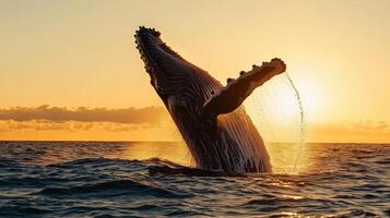 A humpback whale is jumping out of the water at sunset photo