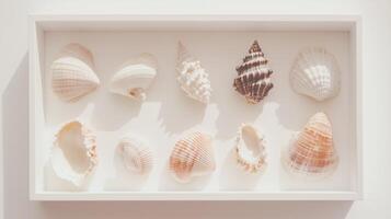 Collection of seashells in a white shadow box photo