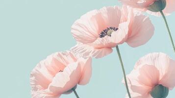 Seamless pattern with pink poppies on mint green background. photo