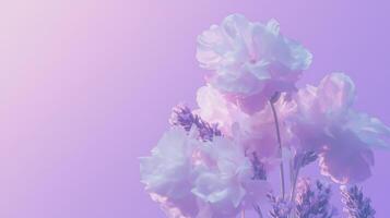 Purple and lavender flowers on a purple background photo