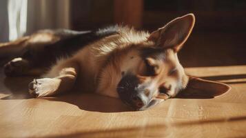 A german shepherd dog sleeping on the floor photo