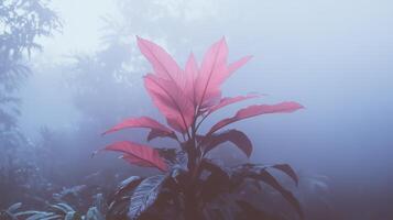 A plant in the fog with pink leaves photo