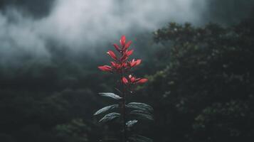 A red flower in the middle of a forest photo