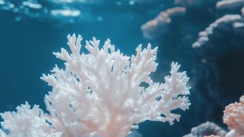 A coral reef with white coral photo