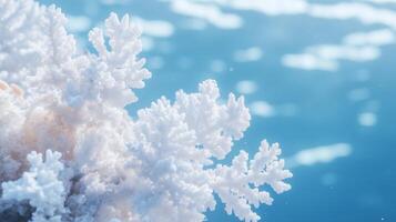 A close up of a white coral with some blue water photo