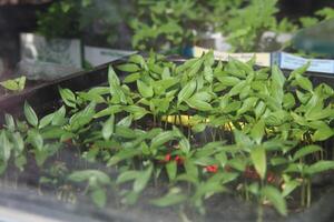 Small seedlings stand in a black container on a window on a sunny day. Greenery growth, garden and vegetable garden concept. photo
