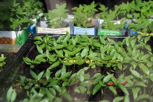 Small seedlings stand in a black container on a window on a sunny day. Tomato seedlings are behind. Growing greenery, garden and vegetable garden concept. photo