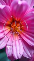 A broken flower with a broken stem photo