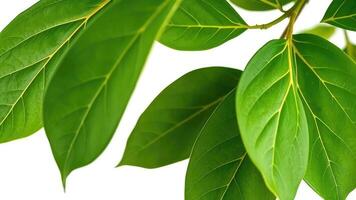 A close up of green leaves on a tree photo