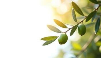 Olive branch with green olives on it photo