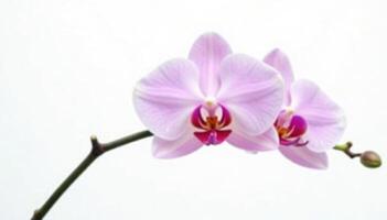 Two orchids are shown in a white background photo