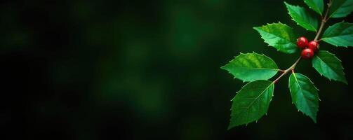 A green leaf with red berries on it photo
