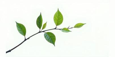 A branch with green leaves on a white background photo