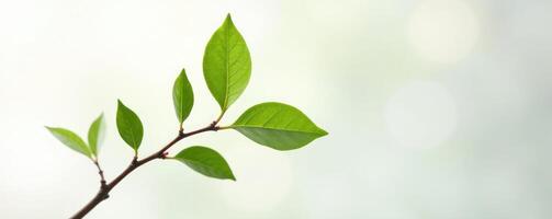 A green leaf is shown on a branch photo