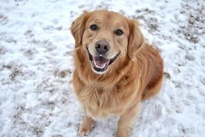 Golden retriever sitting in snow smiling at camera photo