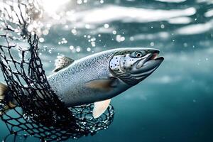 Salmon getting caught in fishing net underwater with bubbles and light beams photo