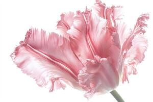 Pink fringed tulip blooming with fringed petals on white background photo