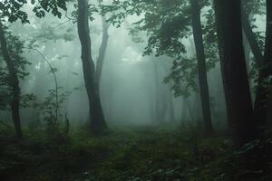 Fog entering forest on gloomy day creating ethereal atmosphere photo
