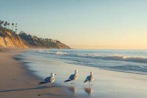 Seagulls walking on the beach at sunset with cliffs in background photo