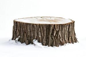 Tree stump covered with snow on white background photo