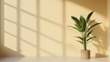 Indoor Plant in Minimalist Pot with Soft Shadows Modern Interior Copyspace Background photo