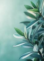 Elegant Green Leaves Background with Copyspace for Natural Aesthetic Minimalist Viewpoint photo