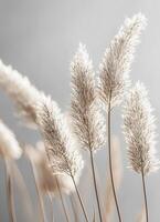 Pampas Grass Stems in Soft Background with Copyspace for Nature Photography Minimalist Aesthetic photo