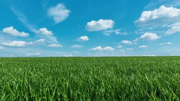 Lush Green Grass Field Under Blue Sky Nature Landscape Copyspace Background photo