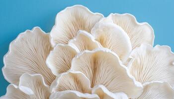 Elegant Oyster Mushrooms Displayed Against a Soft Blue Background with Copyspace for Creative Content photo