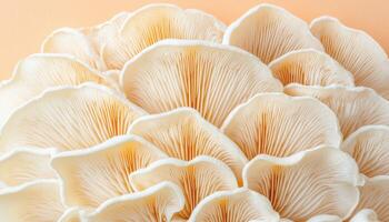 Delicate Oyster Mushrooms Nature Background Close-Up Soft Colors Copyspace photo