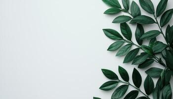 Lush Green Leaves Minimalist Background Natural Copyspace Indoor Setting Aesthetic Concept photo