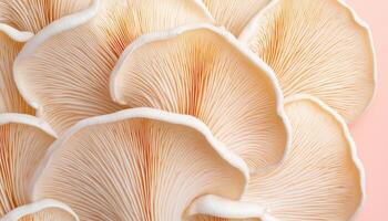 Oyster Mushroom Close-Up Natural Setting Food Photography Soft Background Copyspace photo