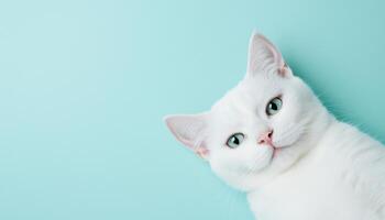 Adorable White Cat Lying on Aquamarine Background with Copyspace for Pet Lovers photo