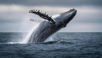 Humpback Whale Breaching in Ocean Nature Scene Copyspace Background Dramatic View photo