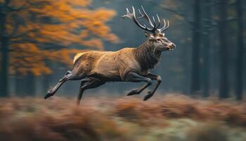 Majestic Stag Leaping Through Autumn Forest Nature Scene Action Background with Copyspace photo