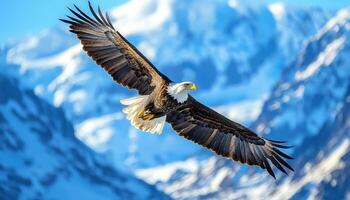 Majestic Eagle Soaring Above Snowy Mountains Nature Background Copyspace Viewpoint photo