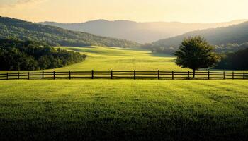 Expansive Lawn with Cypress Tree in Scenic Landscape Nature Background Copyspace for Text photo