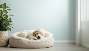 Cozy Puppy Sleeping on Plush Bed Modern Minimalist Interior Soft Background Copyspace photo