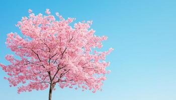 Cherry Blossom Tree in Full Bloom Nature Background Copyspace Bright Blue Sky photo