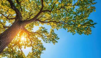 Majestic Oak Tree with Copyspace Background Nature Landscape Sunlight Viewpoint photo