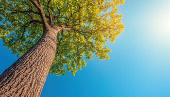 Majestic Oak Tree Against a Clear Blue Sky Nature Scene Background with Copyspace photo