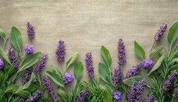 Calming Lavender and Sage Clusters Nature Background Copyspace Tranquil Scene photo