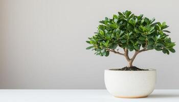 Bonsai Closeup with Dense Leaves Minimalist Background Copyspace Natural Setting photo