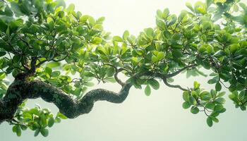 Bonsai Closeup with Dense Leaves Nature Background Copyspace for Serenity photo